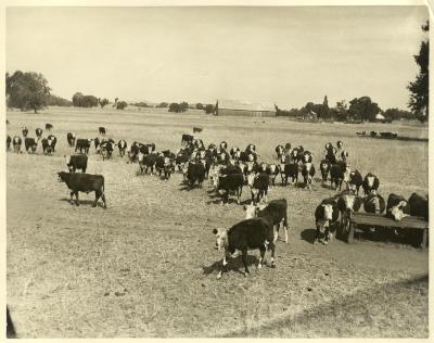 Cows on Ink Ranch