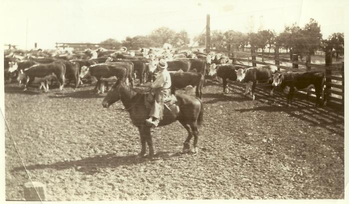 Pete Brubeck on horseback with herd of cattle