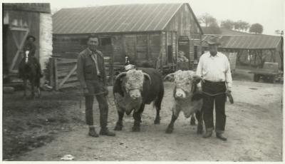 Pete Brubeck and unidentified man with bulls