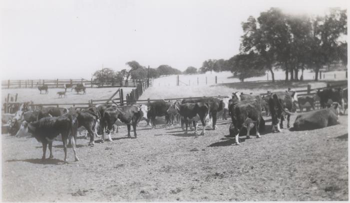 Cattle (Ione, California)